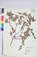 巒大越橘藏品圖，第1張