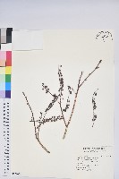 南燭藏品圖，第1張