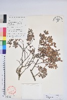 樹生越橘藏品圖，第1張