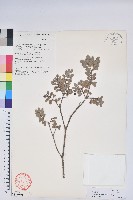 樹生越橘藏品圖，第1張