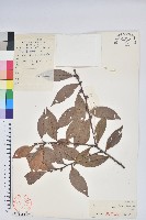 雲南越橘藏品圖，第1張