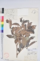 白毛算盤子藏品圖，第1張