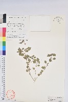 裂苞鐵莧菜藏品圖，第1張