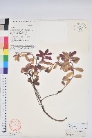 高山大戟藏品圖，第1張