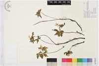 木質銀蓮花、蔭蔽銀蓮花藏品圖，第1張