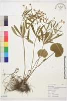 登錄號:S178530藏品圖，第1張