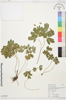 登錄號:S178542藏品圖，第1張