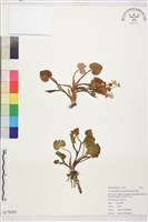 登錄號:S178562藏品圖，第1張