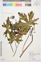 登錄號:S178587藏品圖，第1張