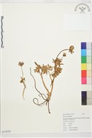 登錄號:S178755藏品圖，第1張