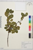 登錄號:S178817藏品圖，第1張