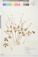 登錄號:S178825藏品圖，第1張