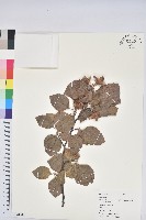 歐洲水青岡藏品圖，第1張