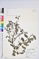 白飯樹藏品圖，第1張