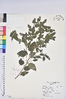 白飯樹藏品圖，第1張