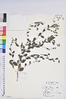 白飯樹藏品圖，第1張