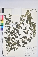 白飯樹藏品圖，第1張