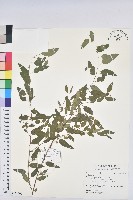 登錄號:S178992藏品圖，第1張
