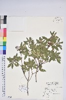 登錄號:S179041藏品圖，第1張