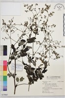 登錄號:S179067藏品圖，第1張