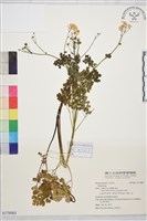 登錄號:S179085藏品圖，第1張