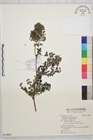 長柄唐松草、擬散花唐松草藏品圖，第1張