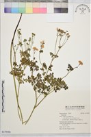 登錄號:S179102藏品圖，第1張