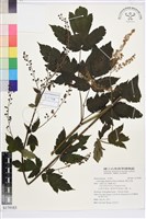 興安升麻藏品圖，第1張