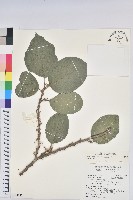 紅頭五月茶藏品圖，第1張