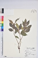 登錄號:S179306藏品圖，第1張