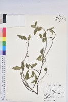 恆春鐵莧藏品圖，第1張