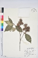 臺灣苦櫧藏品圖，第1張