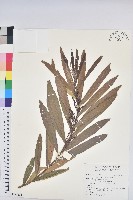 水楊梅、水柳仔藏品圖，第1張