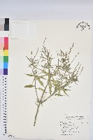 波氏巴豆藏品圖，第1張