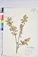 白樹仔藏品圖，第1張