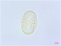 歐芹、香芹、巴西利藏品圖，第2張