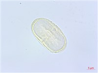 歐芹、香芹、巴西利藏品圖，第3張