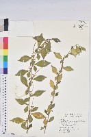 暹邏鐵莧、菱葉鐵莧藏品圖，第1張