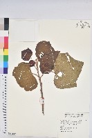 野桐藏品圖，第1張