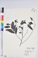 裡白饅頭果藏品圖，第1張