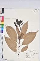 大葉石櫟、大葉校栗藏品圖，第1張