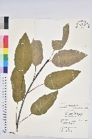 白臼藏品圖，第1張