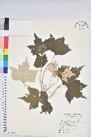 台灣白匏子藏品圖，第1張