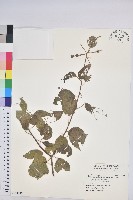 扛香藤藏品圖，第1張