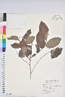 赤血仔藏品圖，第1張