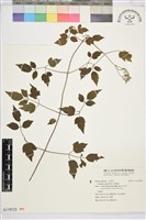 串鼻龍藏品圖，第1張