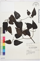 田代氏鐵線蓮藏品圖，第1張