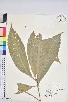 大葉石櫟、大葉校栗藏品圖，第1張
