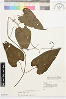 亨利氏鐵線蓮藏品圖，第1張