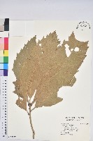 大葉石櫟、大葉校栗藏品圖，第1張